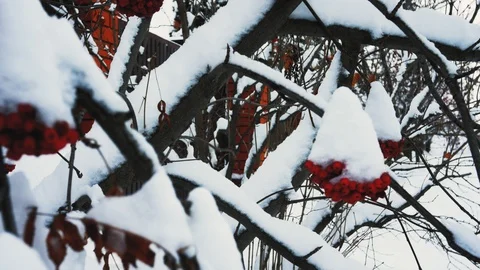 Red berries mountain ash undersnow, outdoors , closeup 4K Video stock 99631583
