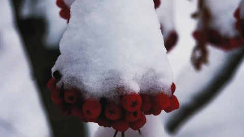 Red berries mountain ash undersnow, outdoors , closeup 4K Stock Footage 99631619