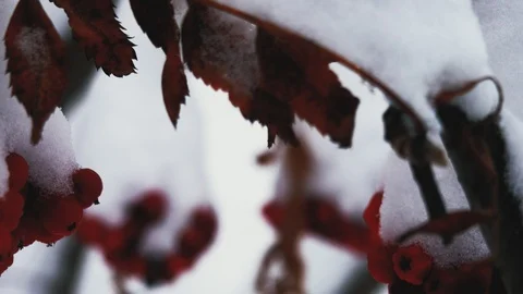 Red berries mountain ash undersnow, outdoors , closeup 4K Stock Footage 99631645