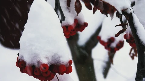Red berries mountain ash undersnow, outdoors , closeup 4K Stock Footage 99631679