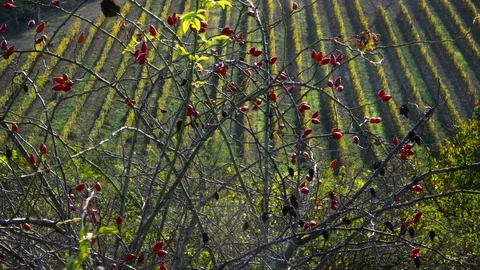 Red berries move in the wind with a beautiful colored vineyard Stock-Footage 118441822