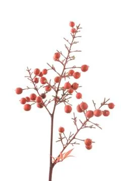 Red berries of nandina Stock Photos