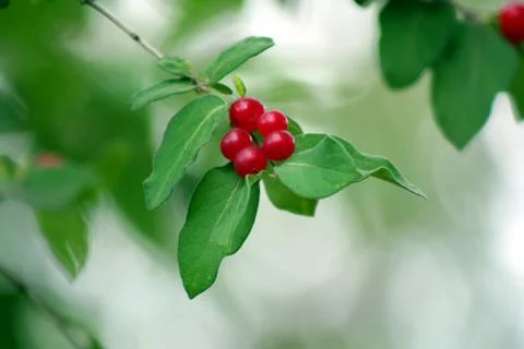 Red berries Stock Photos