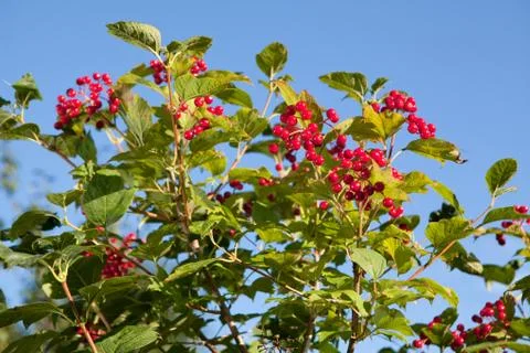 Red berries Foto stock