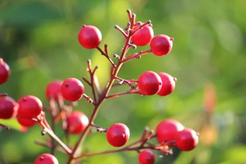 Red Berries 写真素材