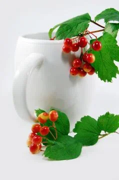 Red berries Stock Photos
