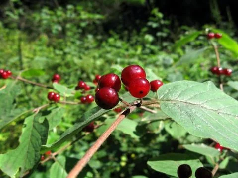 Red berries Stock Photos