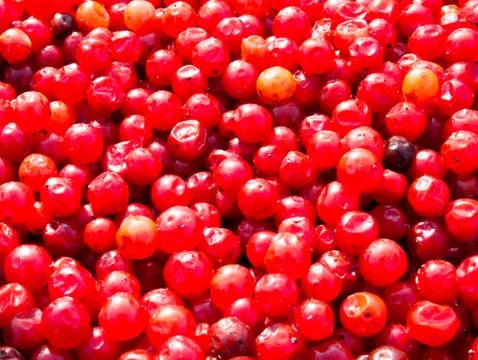 Red Berries Stock Photos