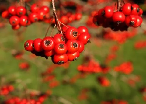 Red Berries Stock Photos