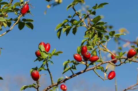 Red berries Stock Photos