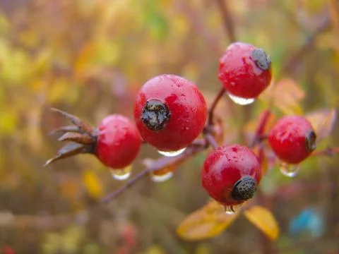 Red berries Stock Photos