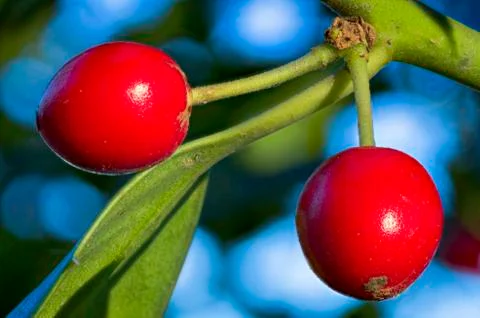 Red Berries Stock Photos