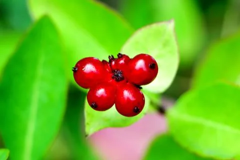 Red Berries 写真素材