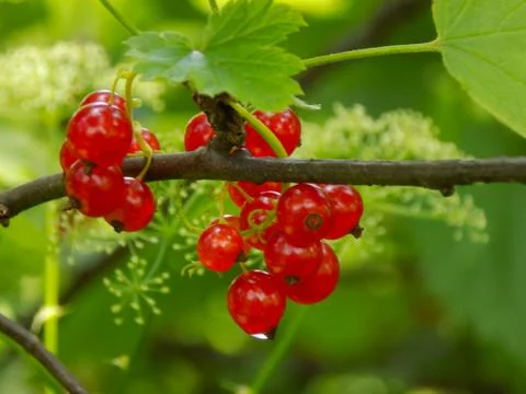 Red berries Stock Photos