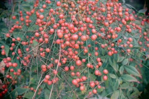 RED BERRIES 스톡 사진