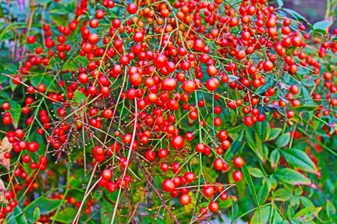 Red berries 스톡 사진