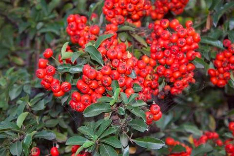 Red berries Stock Photos