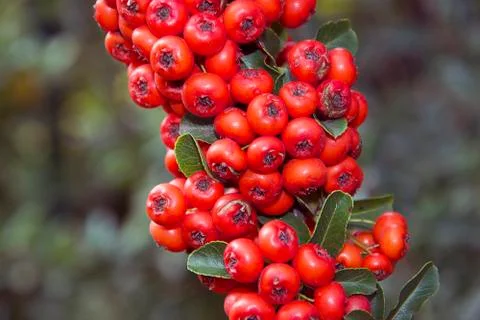 Red berries Foto stock