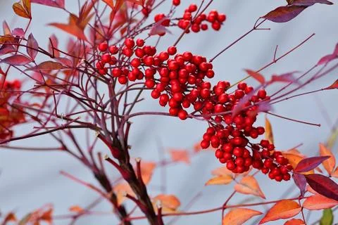 Red berries Gratis Stockfotos