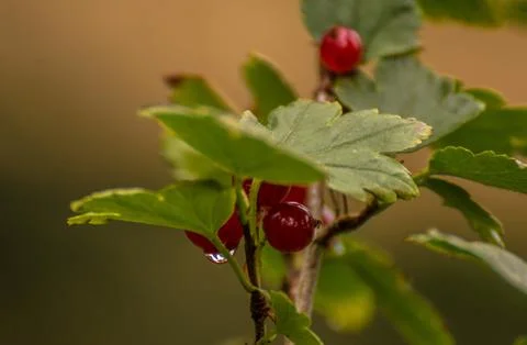 Red berries Foto stock