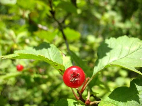 Red berries Stock Photos