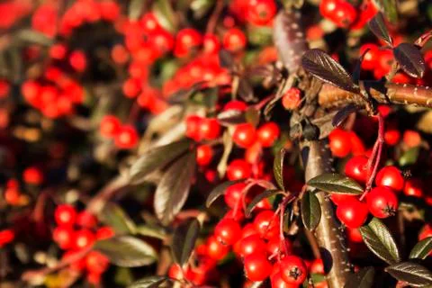 Red berries Stock-Fotos