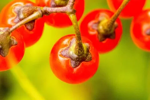 Red Berries Foto stock