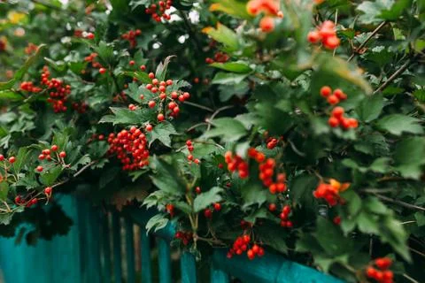 Red berries Stock Photos