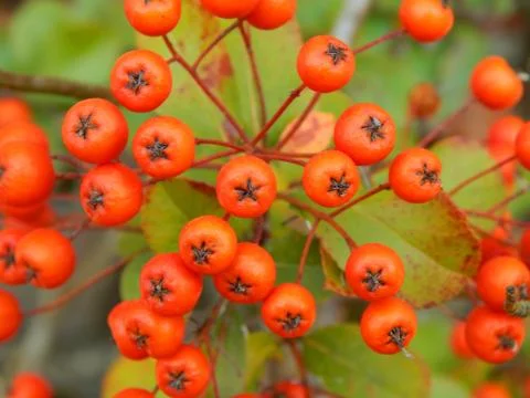 Red berries Fotos de archivo