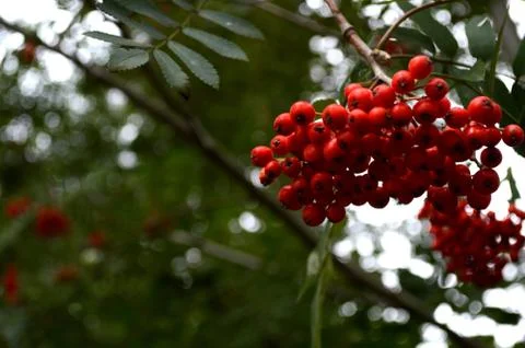 Red Berries Stock Photos
