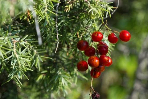 Red berries Stock Photos