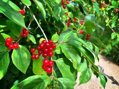 Red Berries Stock Photos