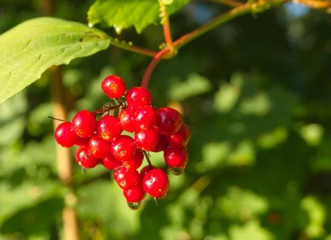Red berries Stock Photos