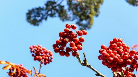 Red berries 写真素材