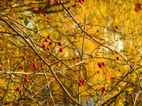 Red berries Stock Photos