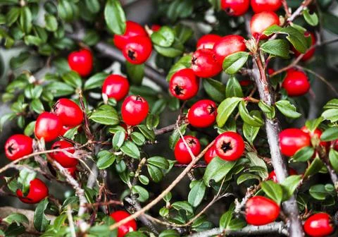 Red berries 스톡 사진