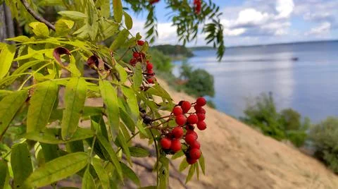 Red berries Fotos de archivo
