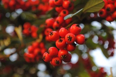 Red berries Stockfoto's