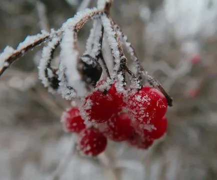 Red berries Foto stock
