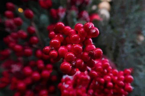 Red berries Stock Photos