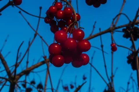 Red berries Foto stock