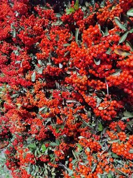 Red berries Stock Photos