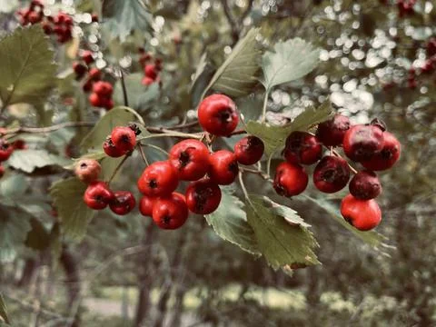 Red Berries Stock Photos