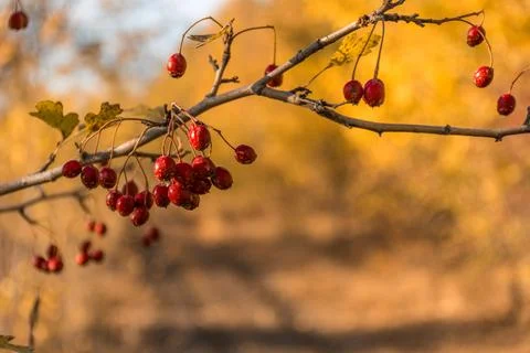 Red berries 库存照片