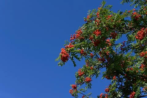 Red berries Foto stock