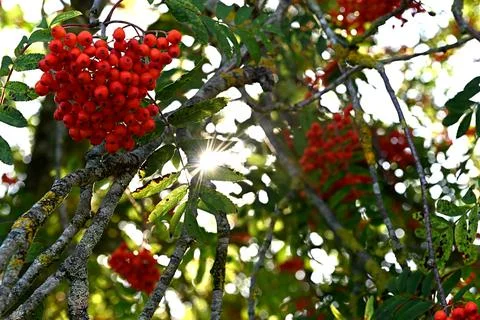 Red berries Stock Photos