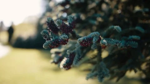 Red Berries on a Pine Tree in the Sunlight Stock Footage 85744009