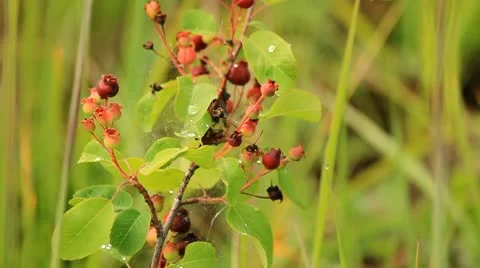 Red berries on plant Stock Footage 10750452