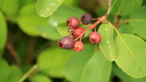 Red berries on plant Stock Footage 10754544