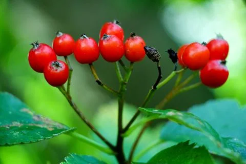 Red Berries on Plant 写真素材